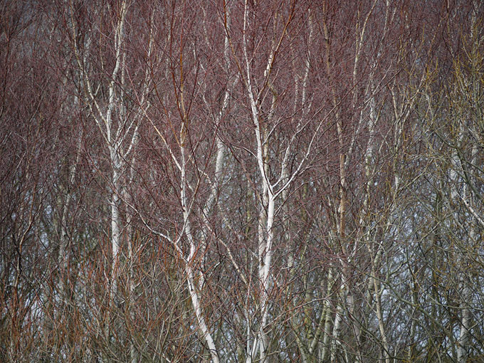 birch & willow 09.jpg